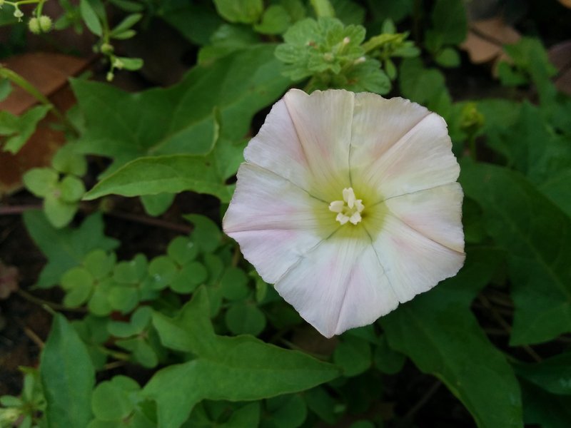Japanese False Bindweed photo 2