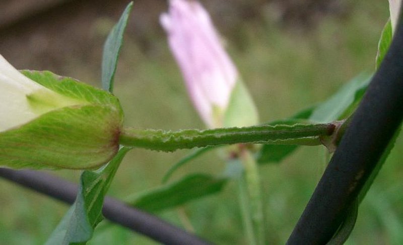 Japanese False Bindweed photo 3