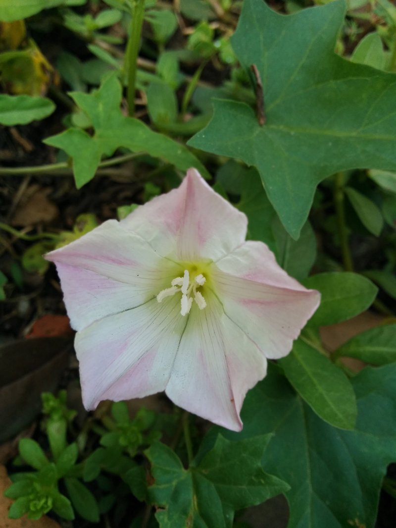 Japanese False Bindweed photo 4
