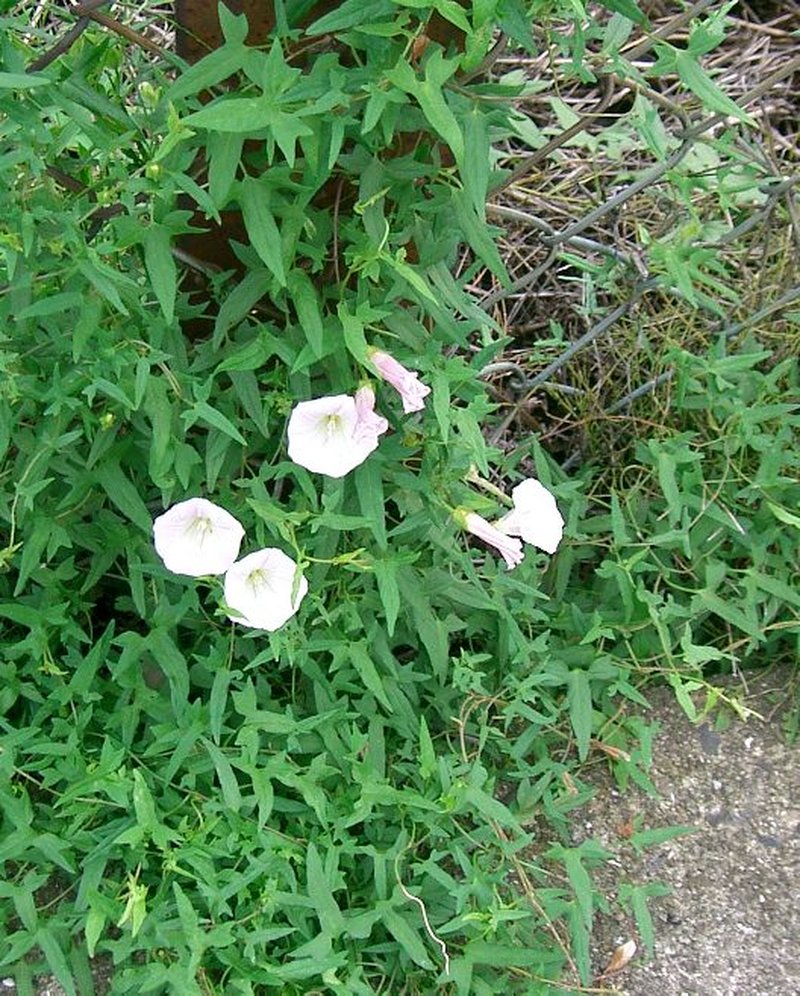Japanese False Bindweed photo 5