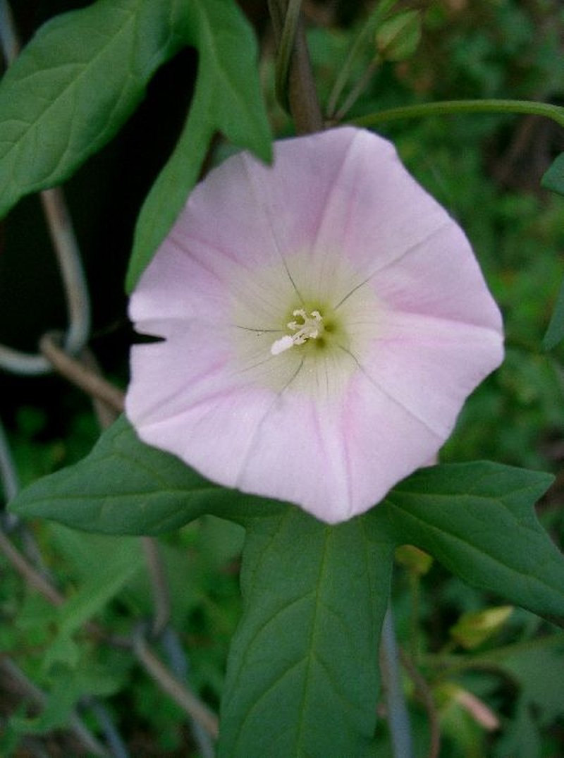 Japanese False Bindweed
