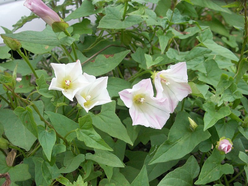 Japanese False Bindweed photo 6