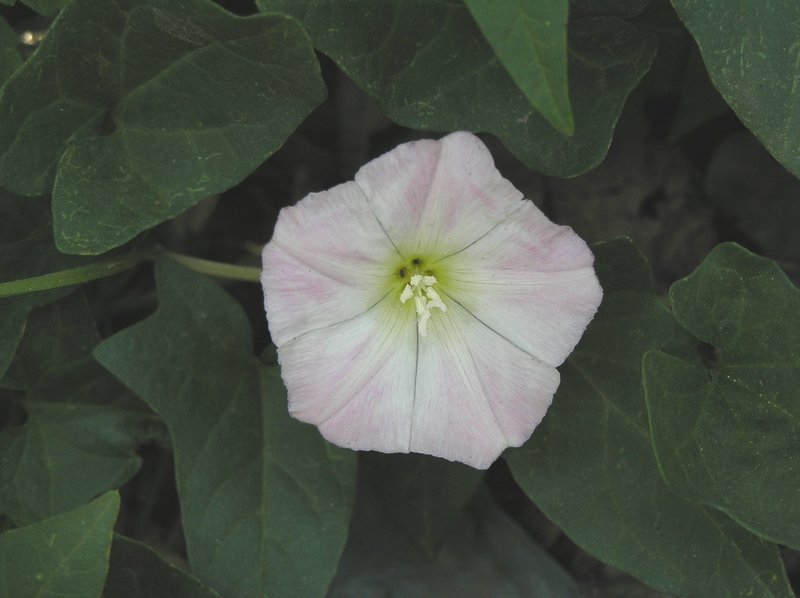 Japanese False Bindweed photo 7