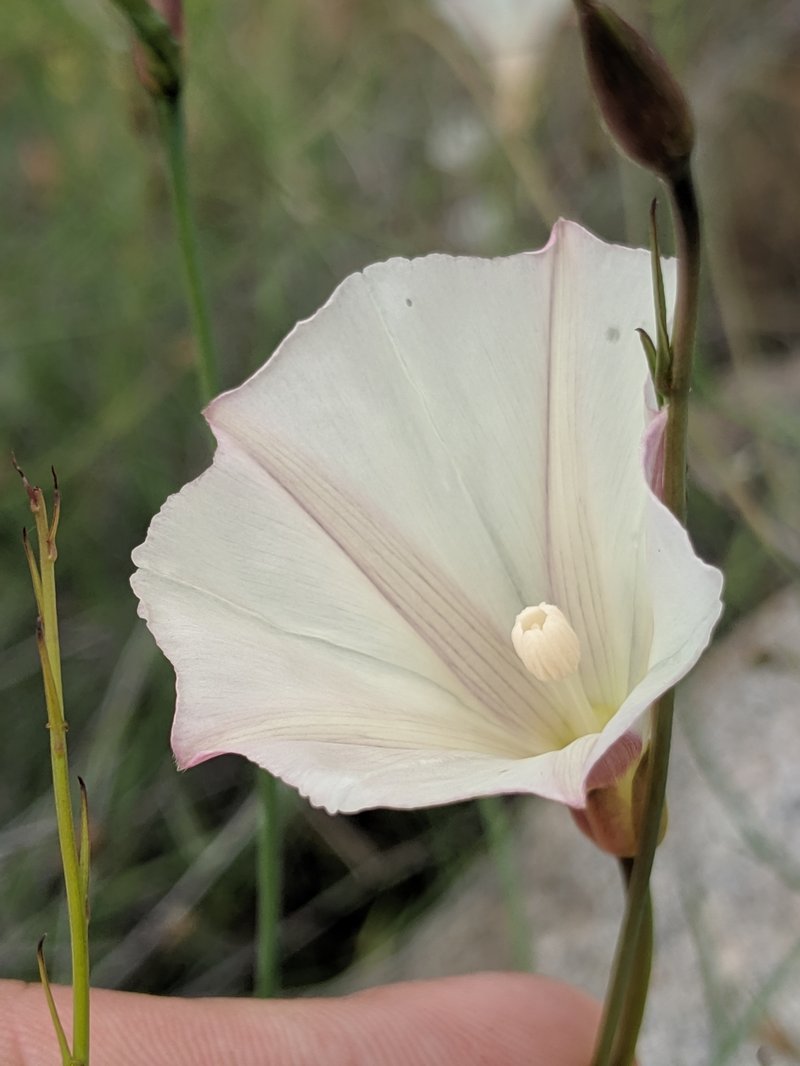 Paiute False Bindweed
