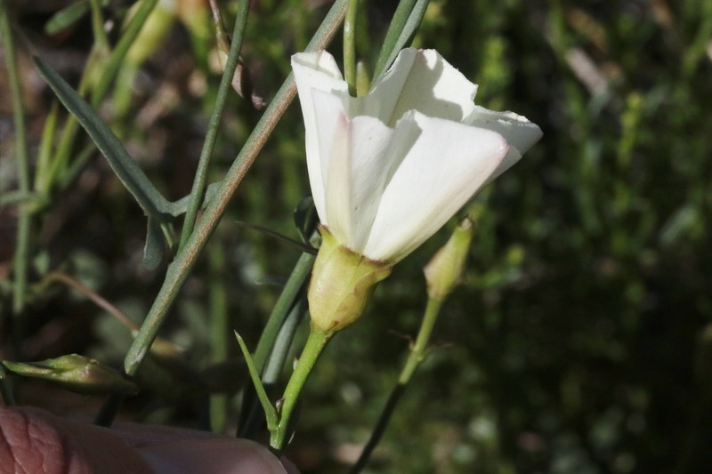 Paiute False Bindweed photo 2