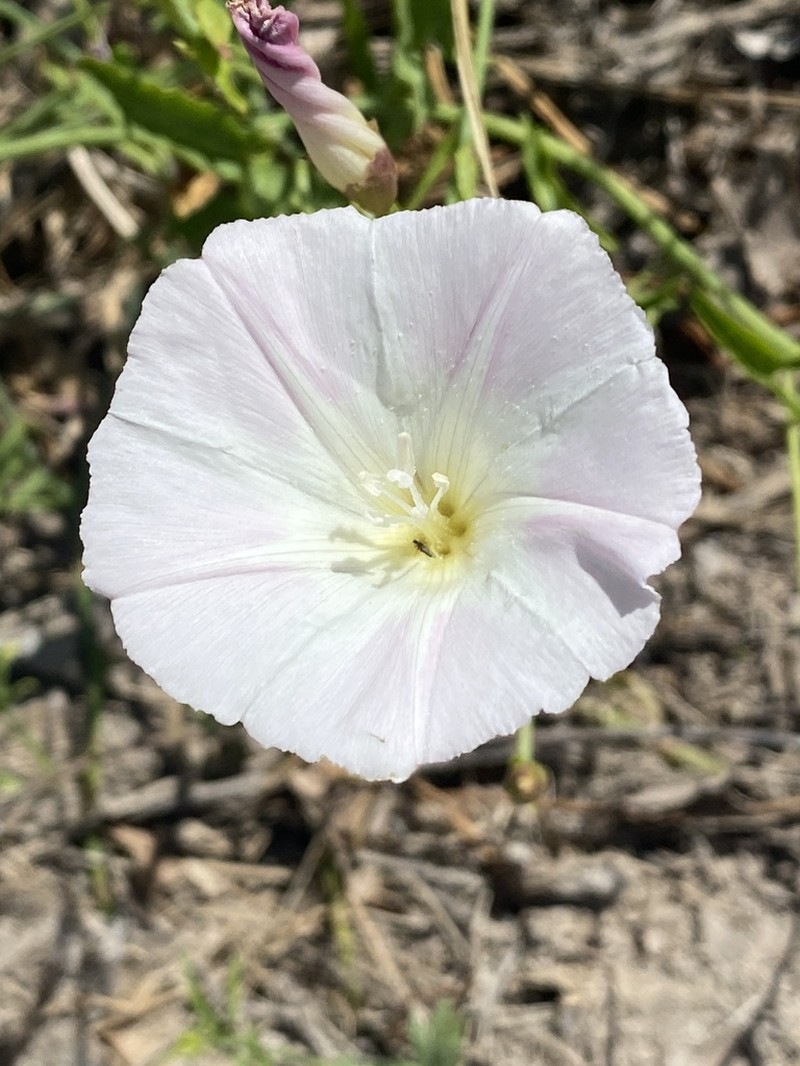 Paiute False Bindweed photo 3