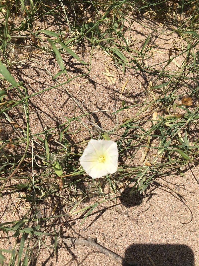 Paiute False Bindweed photo 4
