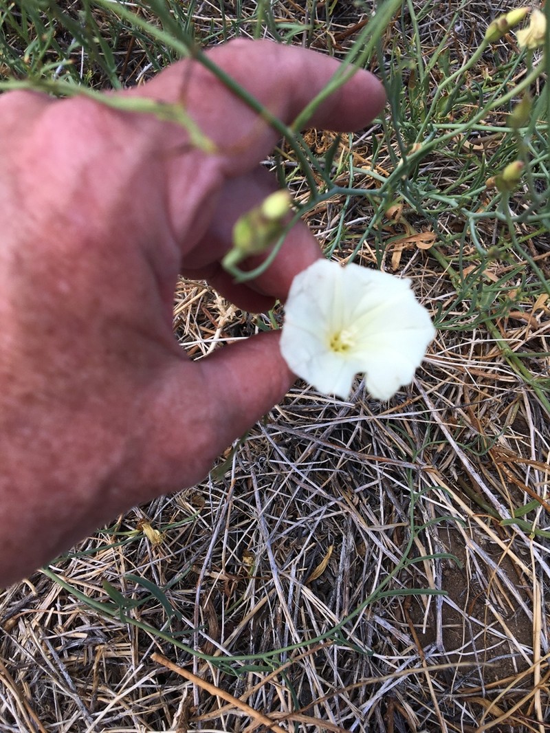 Paiute False Bindweed photo 5