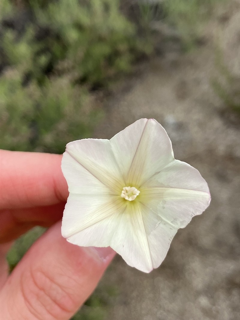 Paiute False Bindweed photo 6