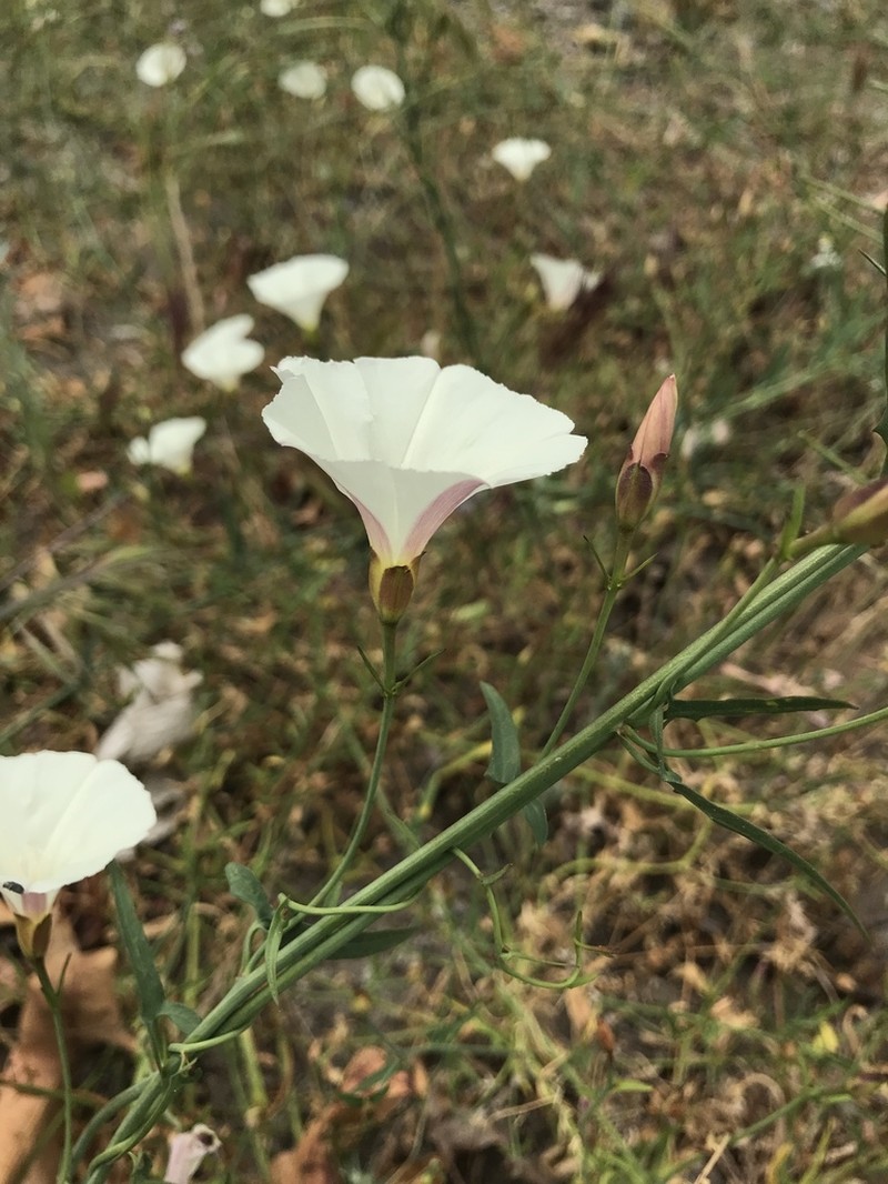 Paiute False Bindweed photo 7