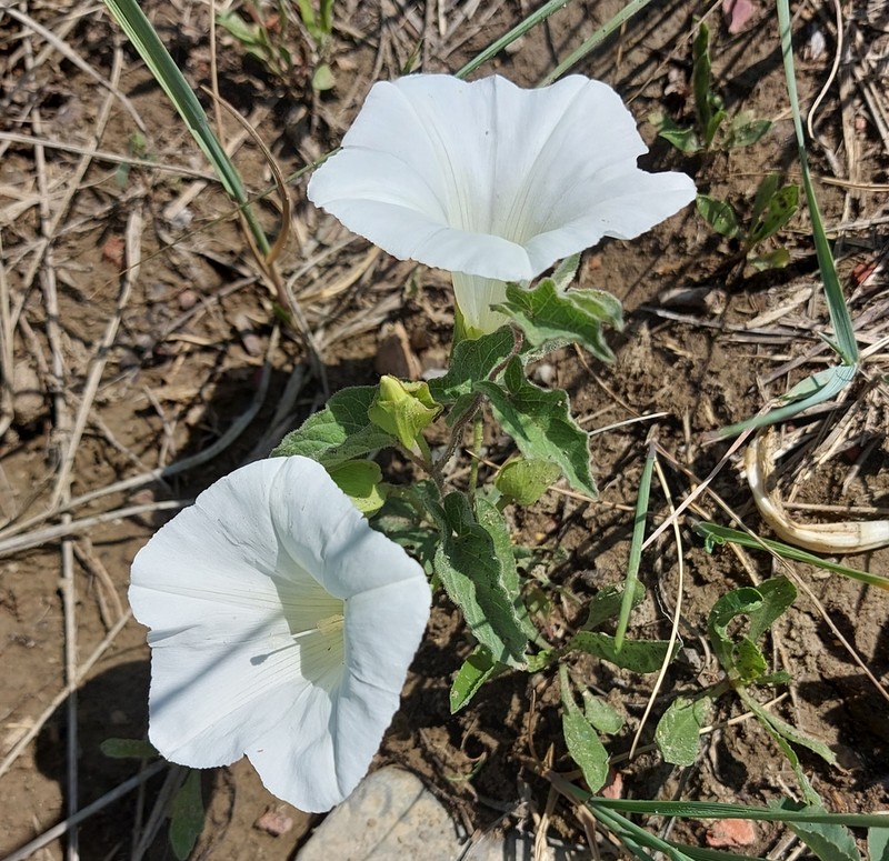 Macoun's False Bindweed