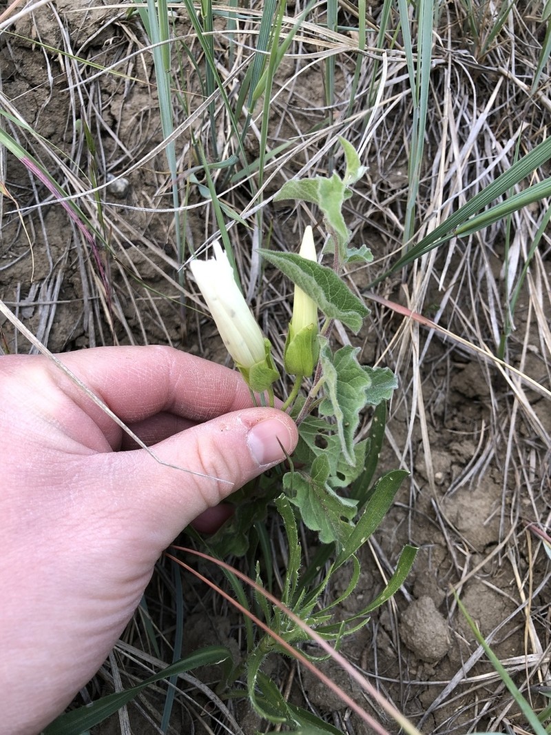 Macoun's False Bindweed photo 2