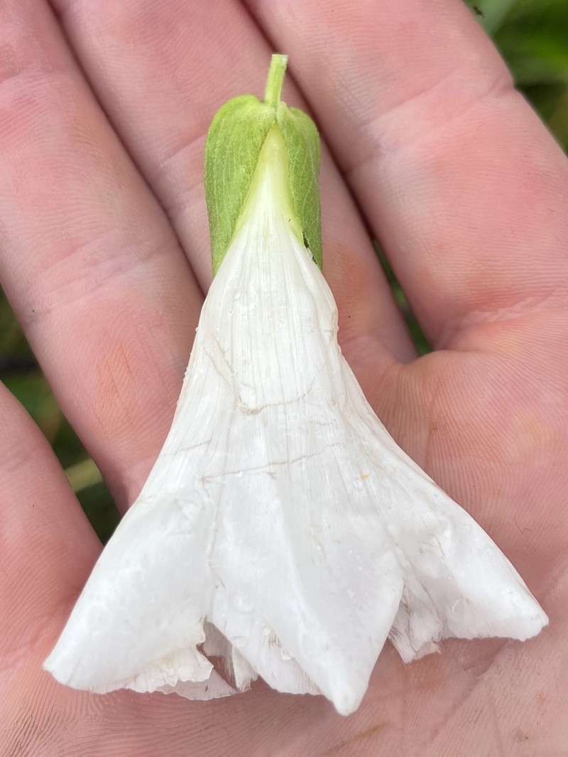 Macoun's False Bindweed photo 3