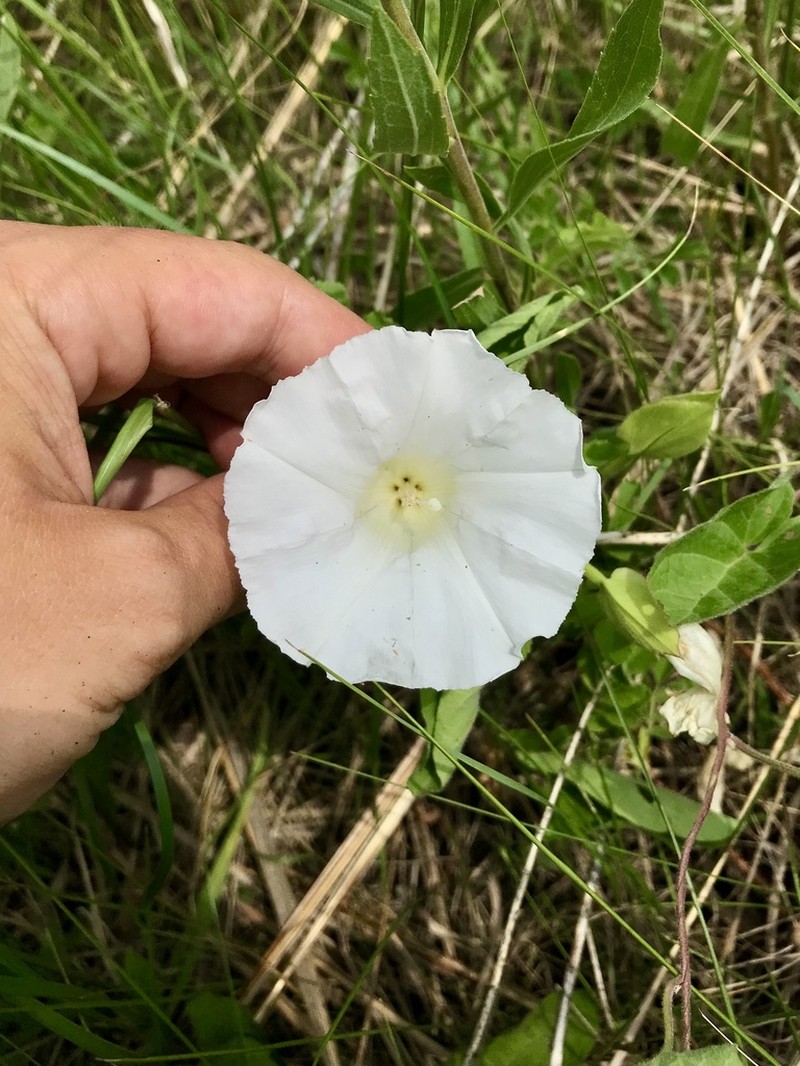 Macoun's False Bindweed photo 4
