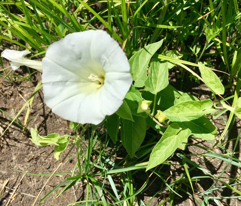 Macoun's False Bindweed photo 5