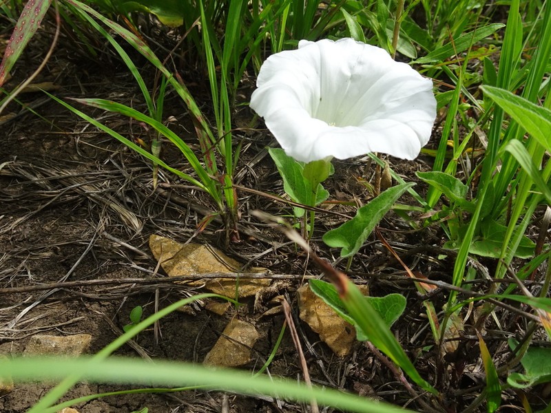 Macoun's False Bindweed photo 6