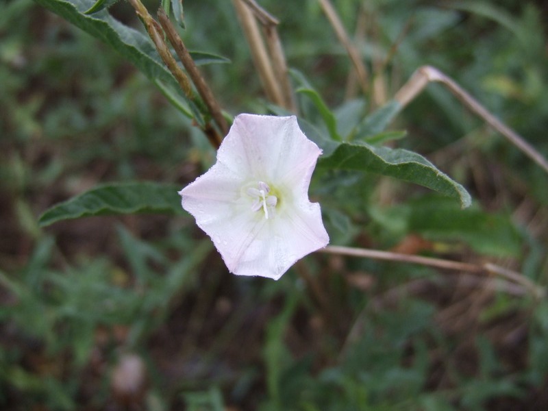 Macoun's False Bindweed photo 7