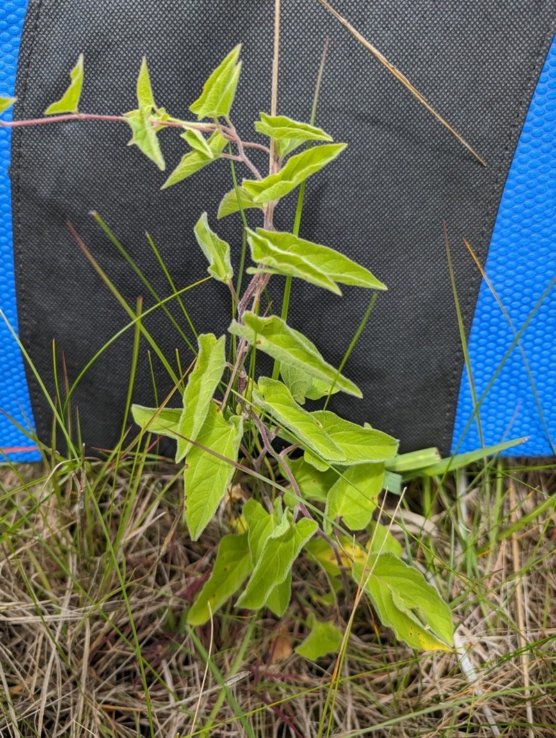 Macoun's False Bindweed photo 8