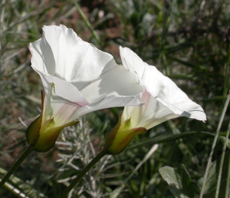 Island False Bindweed