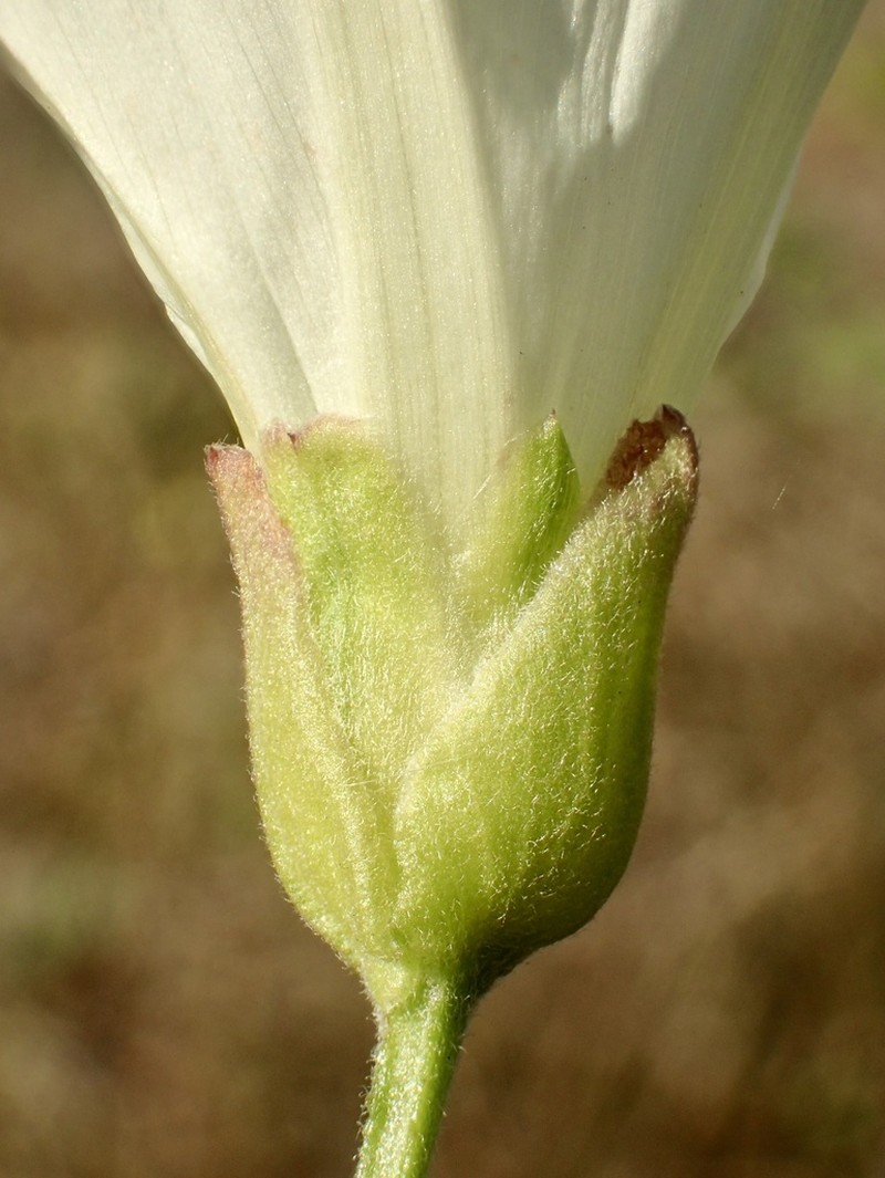Island False Bindweed photo 2