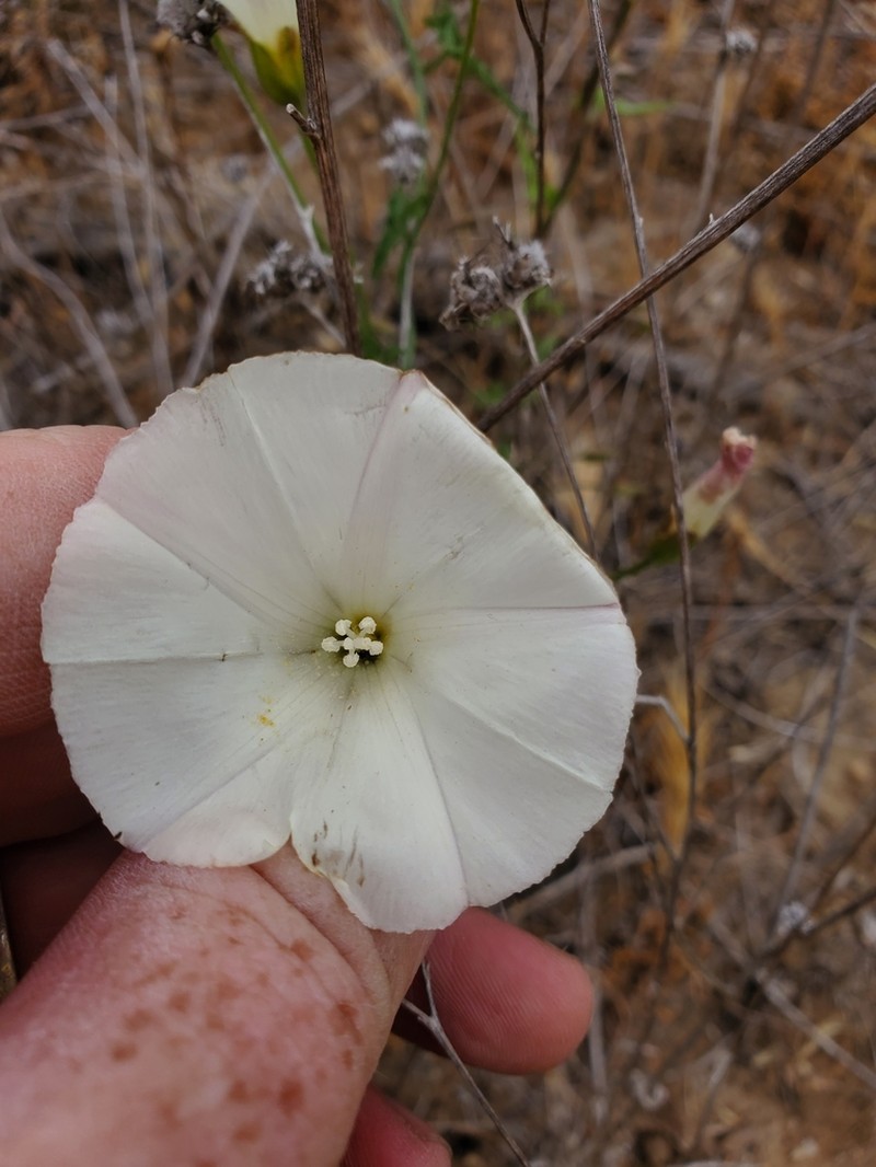 Island False Bindweed photo 3