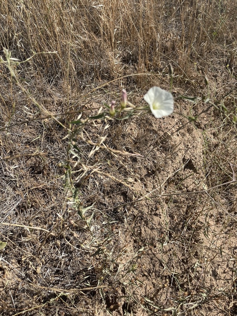 Island False Bindweed photo 4