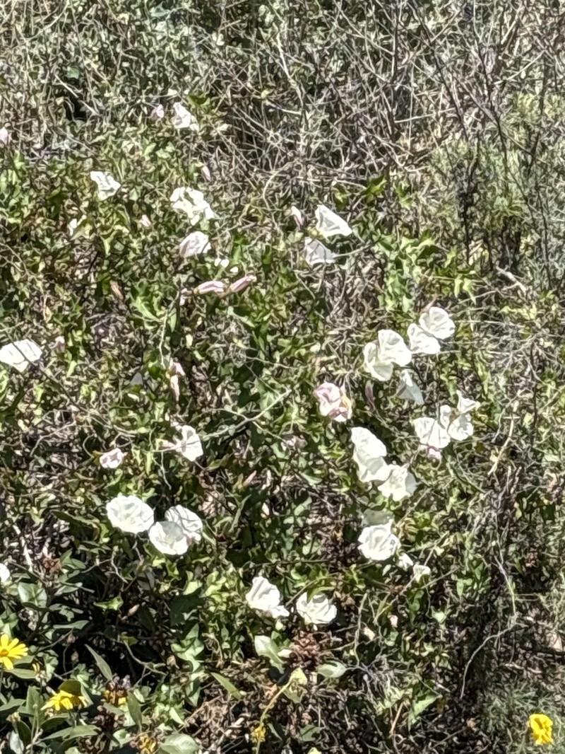 Island False Bindweed photo 5