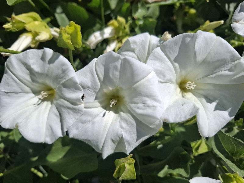 Island False Bindweed photo 6