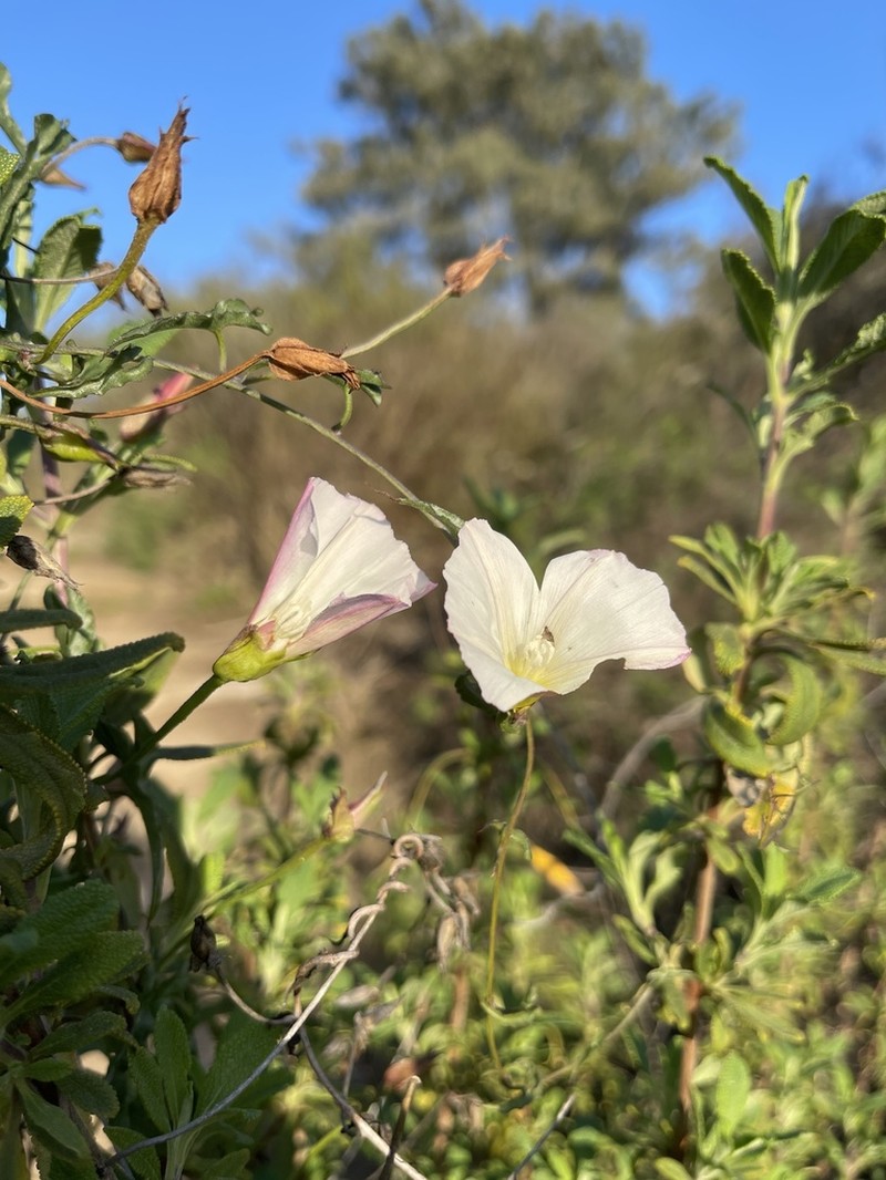 Island False Bindweed photo 7