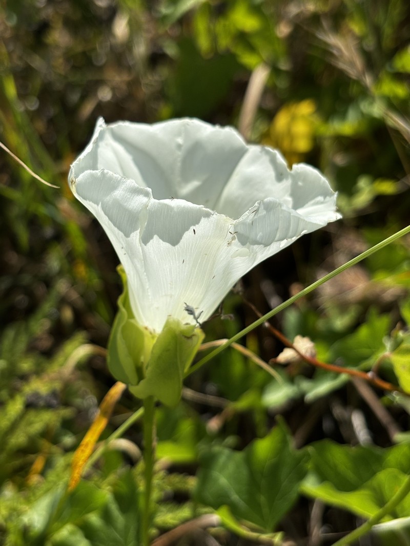 Calystegia macrostegia subsp. amplissima