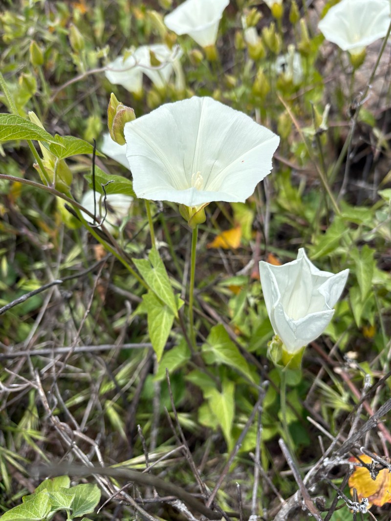 Calystegia macrostegia subsp. amplissima photo 5