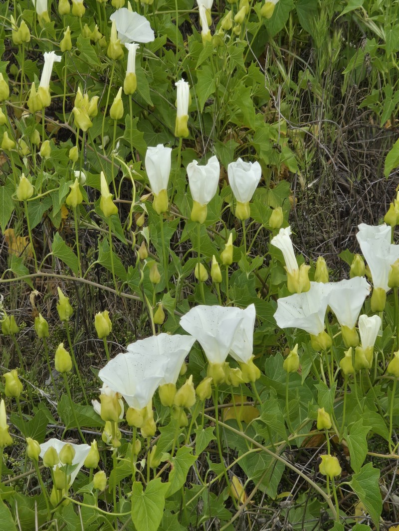 Calystegia macrostegia subsp. amplissima photo 6
