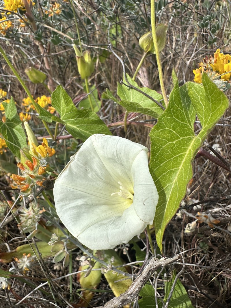 Calystegia macrostegia subsp. amplissima photo 7