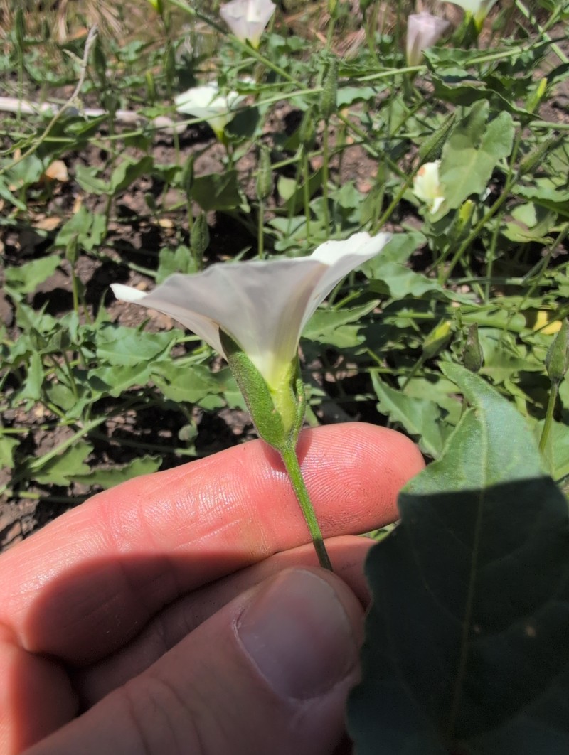 Calystegia macrostegia subsp. arida
