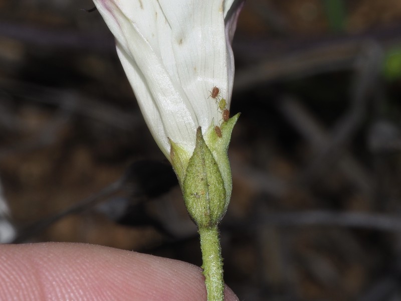 Calystegia macrostegia subsp. arida photo 2