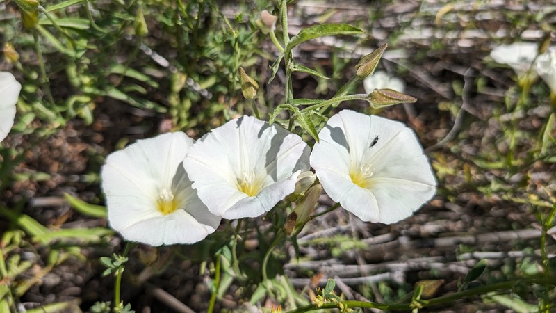 Calystegia macrostegia subsp. arida photo 3