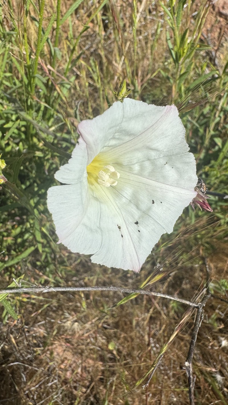 Calystegia macrostegia subsp. arida photo 4
