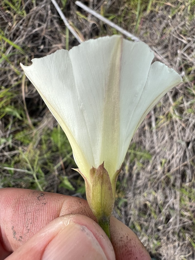 Calystegia macrostegia subsp. arida photo 5