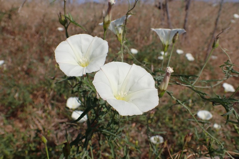 Calystegia macrostegia subsp. arida photo 6