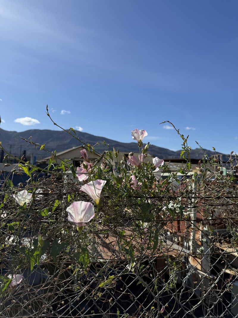 Calystegia macrostegia subsp. cyclostegia photo 2