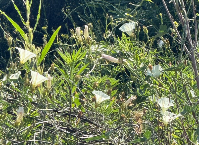 Calystegia macrostegia subsp. cyclostegia photo 3
