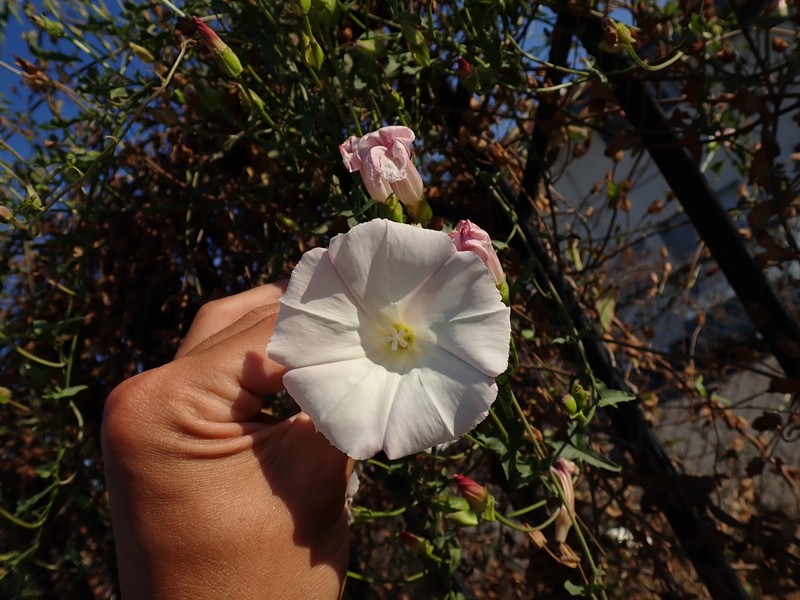 Calystegia macrostegia subsp. cyclostegia photo 4