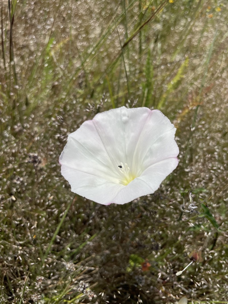 Calystegia macrostegia subsp. cyclostegia photo 5