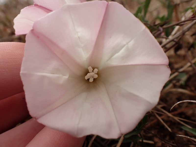 Calystegia macrostegia subsp. cyclostegia photo 6