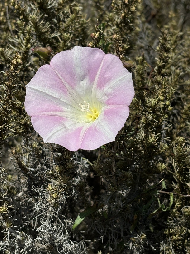 Calystegia macrostegia subsp. cyclostegia photo 7