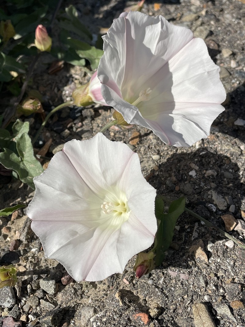 Calystegia macrostegia subsp. cyclostegia photo 8