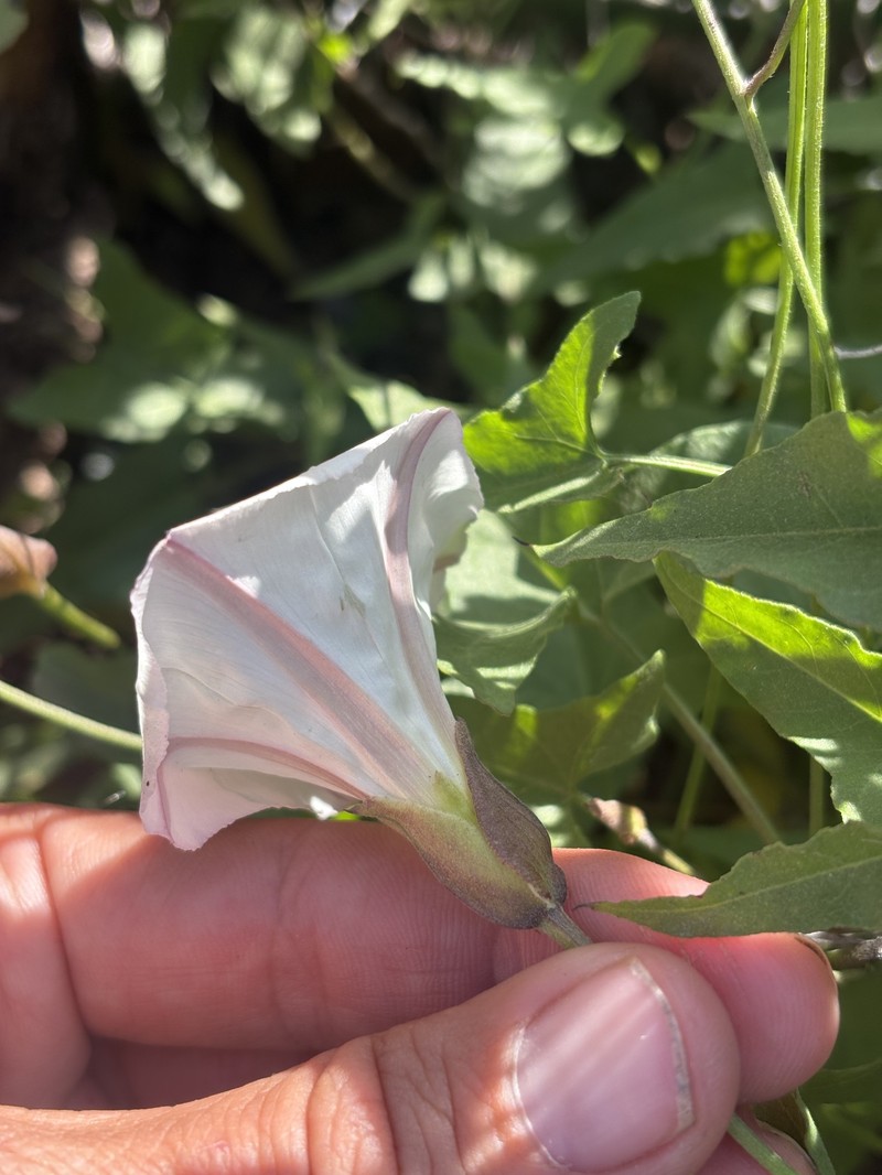 Calystegia macrostegia subsp. intermedia photo 2