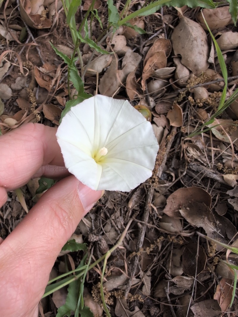 Calystegia macrostegia subsp. intermedia photo 3