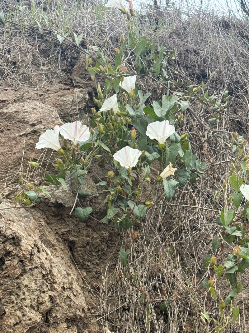 Calystegia macrostegia subsp. intermedia photo 4
