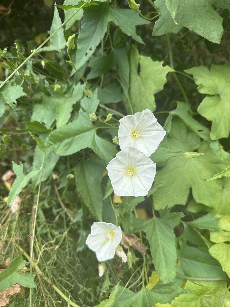 Calystegia macrostegia subsp. intermedia photo 5